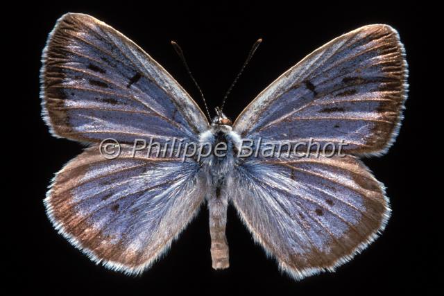 maculinea telejus.JPG - Maculinea telejusAzuré de la SanguisorbeScarce Large BlueLepidoptera, LycaenidaePapillon protégé en France